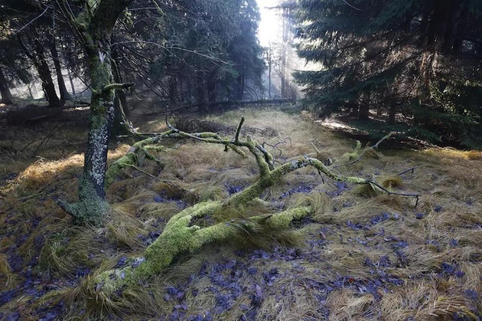 Wellness Pension Iveta Žacléř Exterior foto